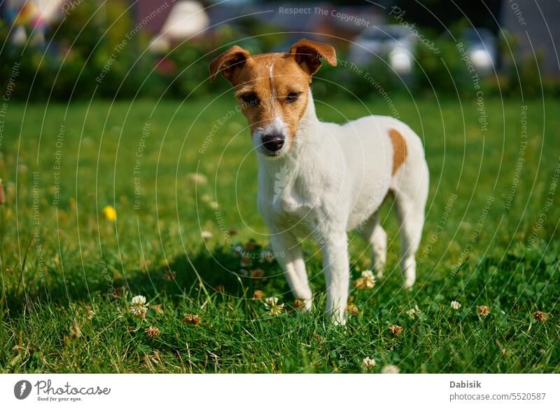 Dog walking on lawn with green grass on summer day dog pet jack russell portrait animal outdoors active cute purebred meadow happy nature adult beautiful