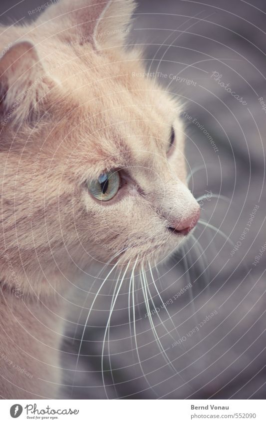 Watch your step! Village Lanes & trails Cobbled pathway Paving stone Cat Animal face Brown Gold Gray Black White Concentrate Looking Focus on Whisker Ear Pelt