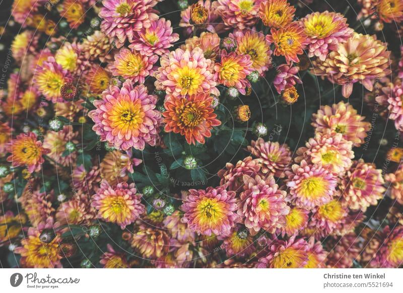 Chrysanthemum in warm autumn colors autumn flower Autumn flowering Plant Nature autumn decoration Blossom blossom natural light flowering flower heyday