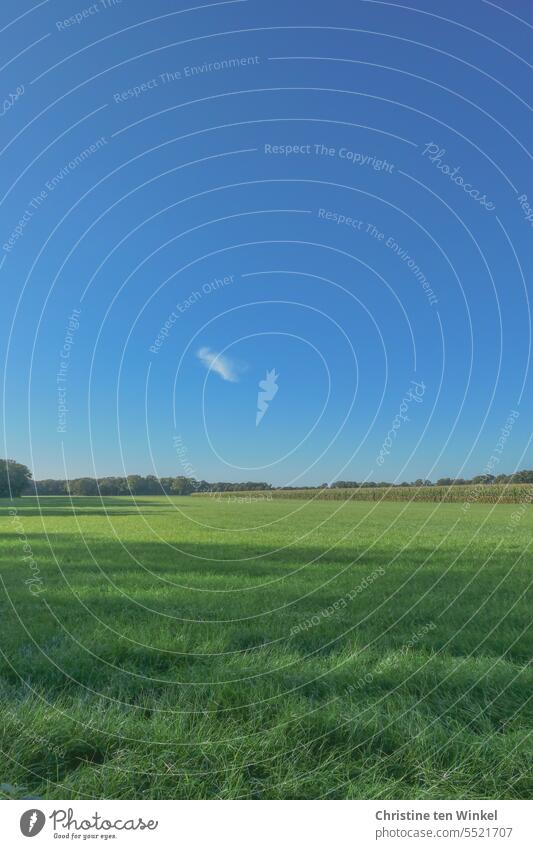 Meadow, cornfield, forest, blue sky and a lonely little cloud Grass Maize field forage maize Forest Blue sky Münsterland Landscape Agriculture Beautiful weather