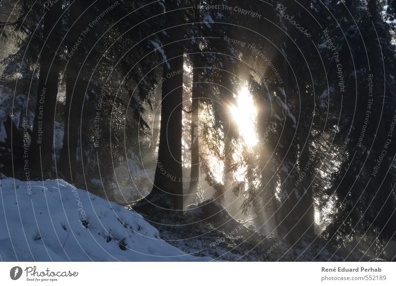 Sunbeams that penetrate into the forest... Environment Nature Landscape Earth Air Drops of water Clouds Autumn Winter Climate Weather Beautiful weather Snow