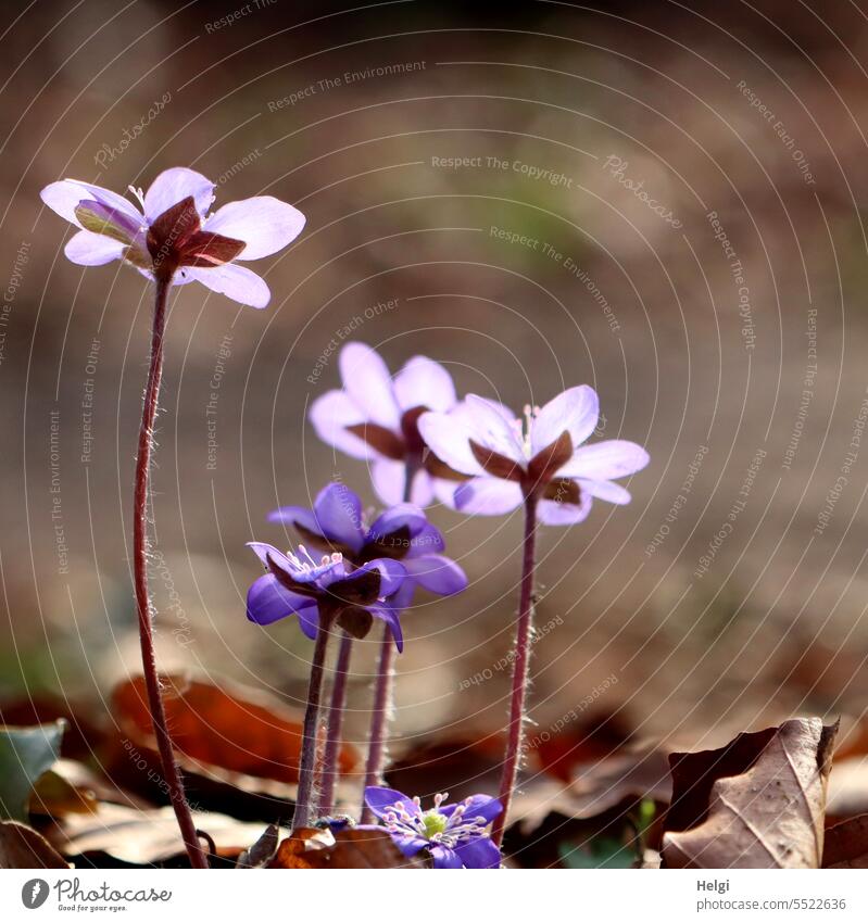 For Ini | Liverflower for her birthday Hepatica nobilis Flower Blossom Spring flowering plant Woodground blossom wax foliage Leaf Shriveled Nature Plant