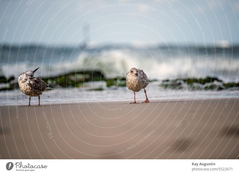 Seagulls on the beach at a stone groyne breakwater Algae growth Seagulls in flight Waves Crest of the wave Surfer Aquatics Horizon Windsurfer North Sea