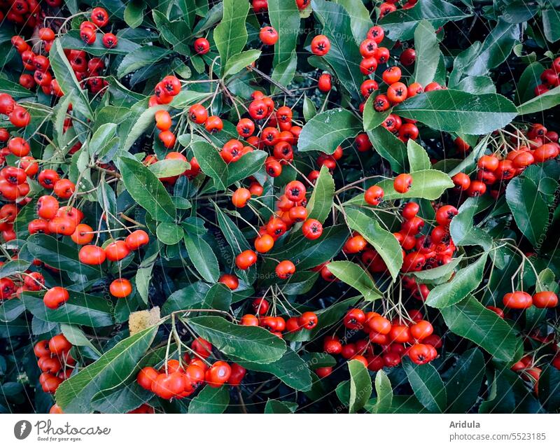 Fire thorn berries on the bush Burning bush shrub Berries late summer Autumn Fruit Green Evergreen Hedge Garden Plant Red