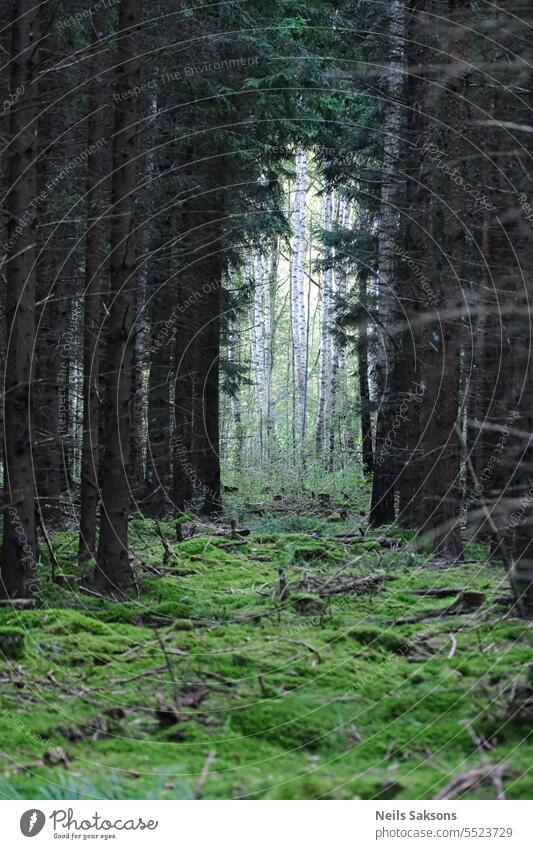 hopeful white through dark green gloomy birch spruce moss forest perspective tunnel sharp trees danger latvia landscape coniferous white birch deserted road