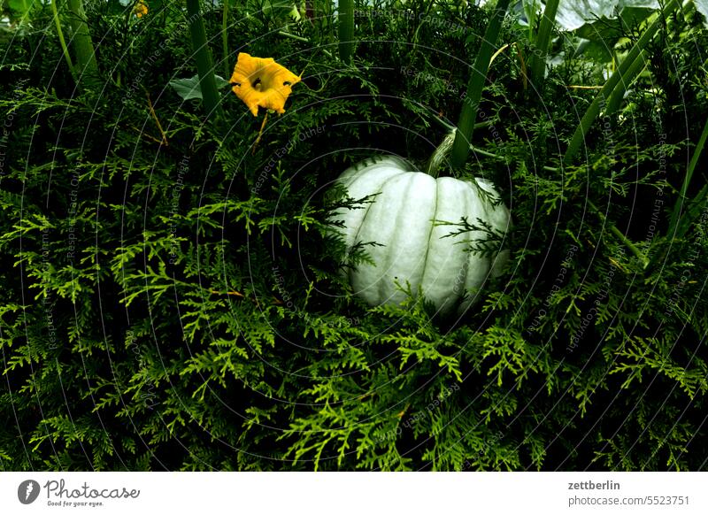 Pumpkin in the hedge Evening Branch Tree blossom Blossom Dark Twilight Relaxation awakening holidays Garden Hedge allotment Garden allotments bud composite