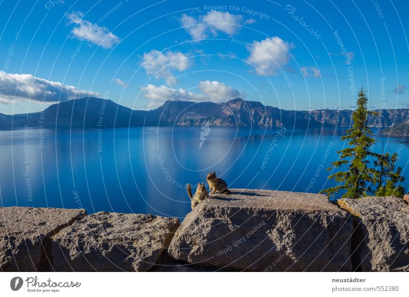 Chip & Chap Expedition Hiking Nature Water Sky Clouds Summer Rock Lakeside Wild animal 2 Animal Pair of animals Cute Blue Crater Lake Oregon