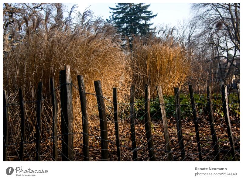 Autumn sunlight Sun Fence grasses dry grasses Sunlight Nature Season Light Environment Beautiful weather Sunbeam warm Warmth naturally