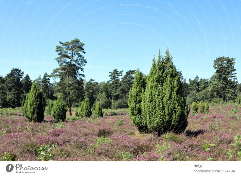 Heather blossom in the juniper grove Heathland heather blossom Erika Juniper bush Juniper grove Tree shrub Landscape Nature Summer Sky purple Pink heather bush