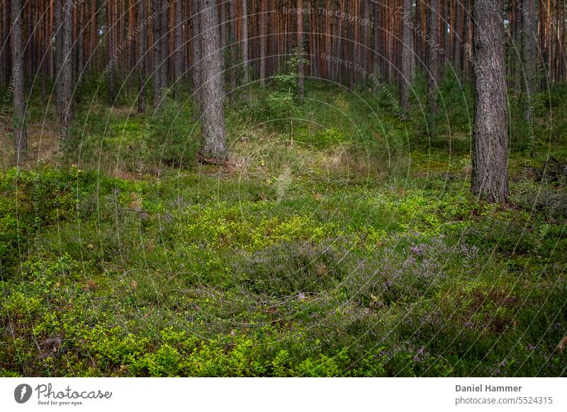 Pine forest with heather and blueberry bushes in autumn Forest Jawbone pines pine forest Blueberry Heathland Heather family Autumn Autumnal Experiencing nature