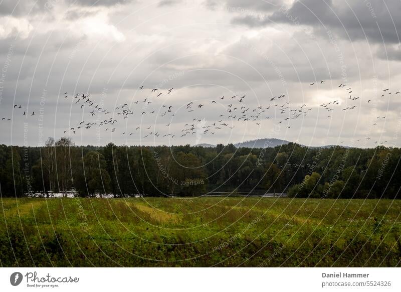 Migratory birds in autumn over a flowering meadow. In the background deciduous forest and a mountain. Flowering meadow Meadow Forest mountains Sky Autumn Clouds