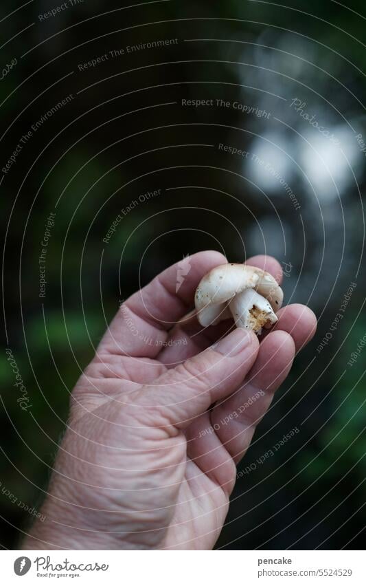 man does not live by gingerbread alone | it can also be mushrooms sometimes Mushroom Hand Indicate Find Eating Food Autumn Close-up Fresh Forest Nutrition