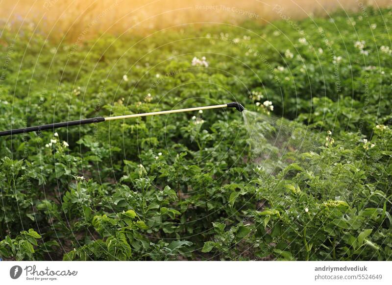 Spraying blooming potatoes plantation with pesticides by the professional sprayer. Agriculture fertilizer spraying insecticide. Agriculture and agribusiness. Harvest processing. Protection and care.