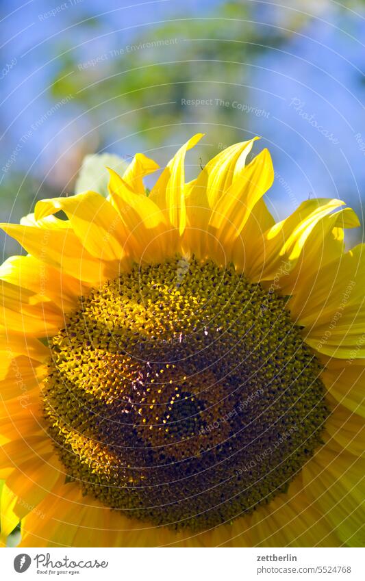 sunflower blossom Helianthus annuus Blossom Dark Twilight Relaxation awakening holidays Garden allotment Garden allotments bud composite Deserted neighbourhood