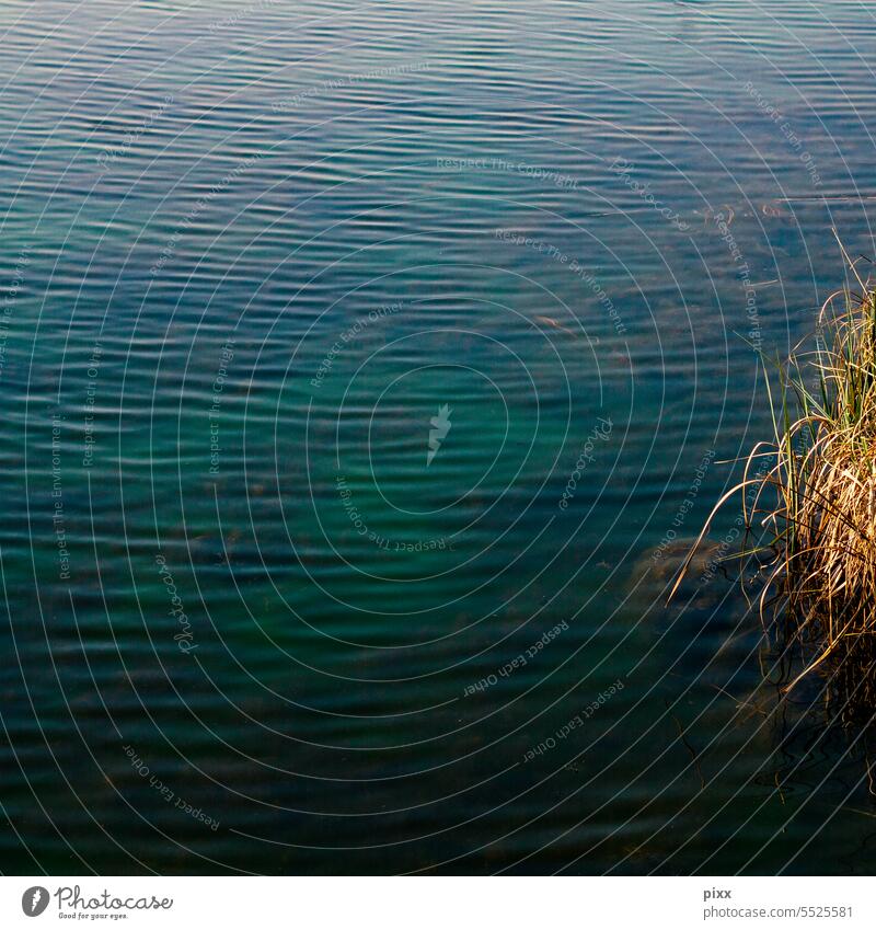 Deep blue-petroleum colored water surface with very few reeds Water surface of the water Surface of water Common Reed dark blue Shallow moved Square