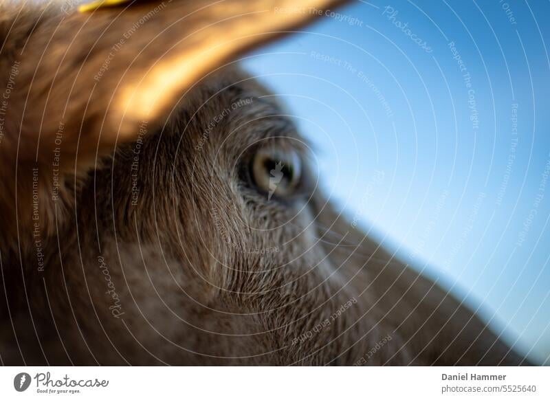 Sheep - view, Close portrait of a sheep head. The name of the sheep is "Kanzi", it is a Coburg - fox sheep ostfriesian milch sheep Meadow Willow tree Grass