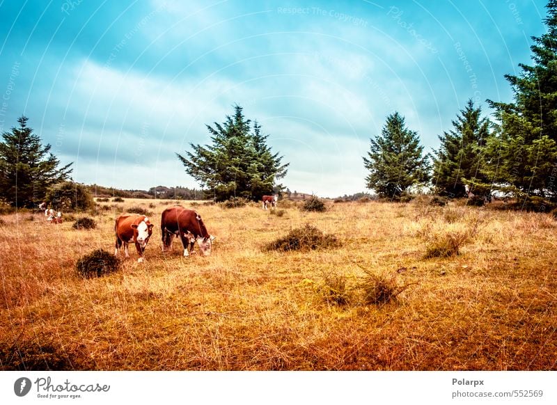 Hereford cows Meat Summer Environment Nature Landscape Animal Sky Clouds Grass Meadow Cow Herd To feed Stand Brown Green Colour USA america Cattle Beef hereford