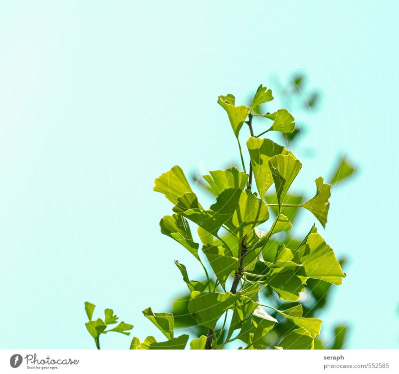 Ginkgo antioxidant Asians Botanical Garden Botanical gardens Botanist Botany bough Branch Leaf green Deciduous tree Plant Floral gingko biloba Ginko Green