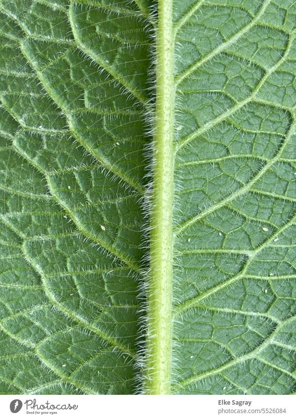 True comfrey detail pickup -- textured leaf underside Comfrey Leaf Nature Autumn Macro (Extreme close-up) Exterior shot Detail Shallow depth of field Deserted