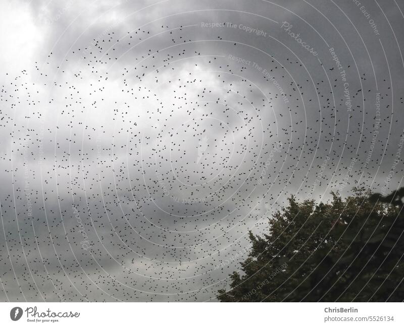 Black and white photo with sky, tree and flock of starlings Starling Scgwarm Flock Bird Animal Exterior shot Flying Sky Nature Deserted Environment Wild animal