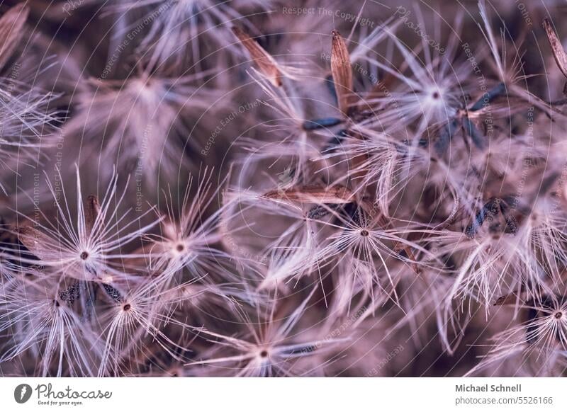 Macro shot: plant similar to dandelion achenes Paraglider paraglider Pappus Plant Sámen Detail Macro (Extreme close-up) Shallow depth of field Ease Delicate