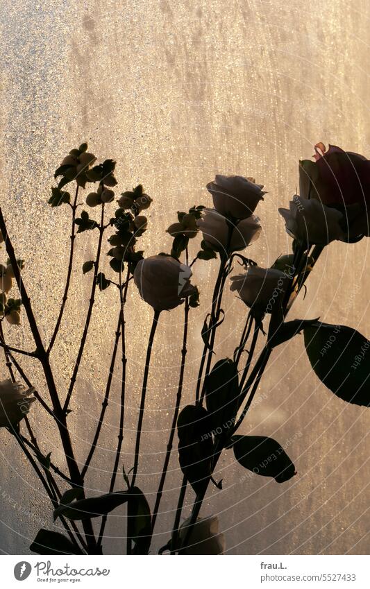 Flowers in front of the window Sunrise Window Bouquet Condensation Sunlight pink Crisp berries Lisianthus Blossom Plant Blossoming Snowberry