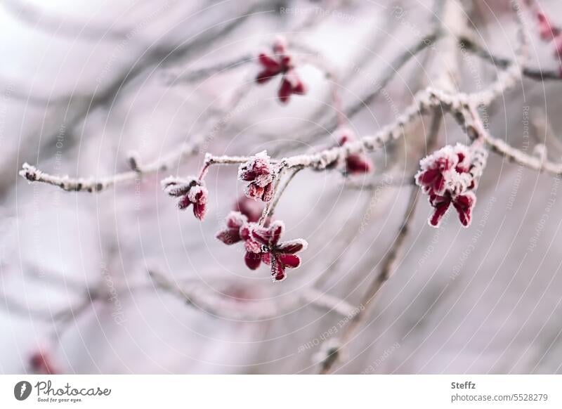 Spindle tree covered with hoarfrost Common spindle Hoar frost December Weather Climate Cold shock chill coldly caught Frozen Frost Freeze ice edge Ice winter