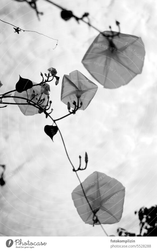 Winds in the sky vetch Easy transparent Flower blossoms White Delicate Blossom naturally Plant Blossoming blurriness Worm's-eye view creeper Tendril Creeper