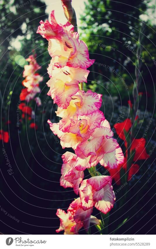 gladiolus Gladiole Gladiola irises Iridaceae Blossom Flower Plant Nature Garden Blossoming Close-up Summer red and white Illuminate luminescent White Red pink