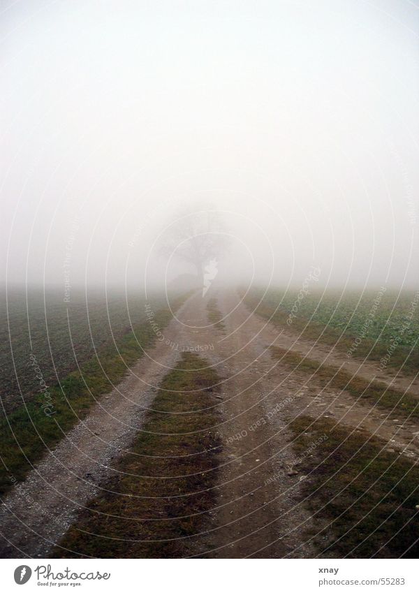 fog tree Fog Tree Footpath Loneliness Cold tree in the fog