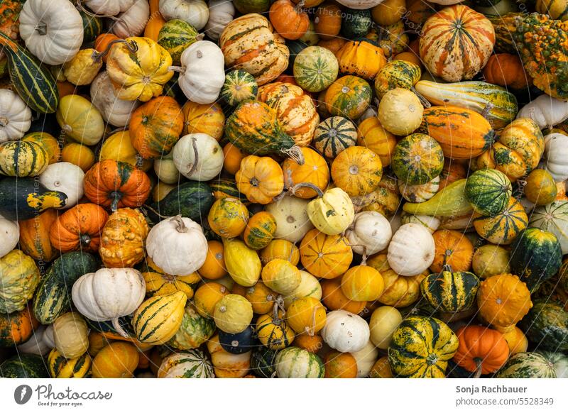 Top view of colorful pumpkins Pumpkin variegated plan Autumn background seasonal Thanksgiving Hallowe'en October Decoration Orange Harvest Vegetable Food