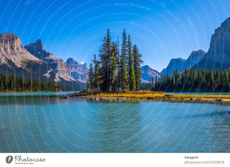 Beautiful Scene of Lakes and Mountains Bugs Insects Closeup Macro Beetle Ocypus olens Close-up Wildlife Nature Entomology Invertebrate Arthropod Fauna