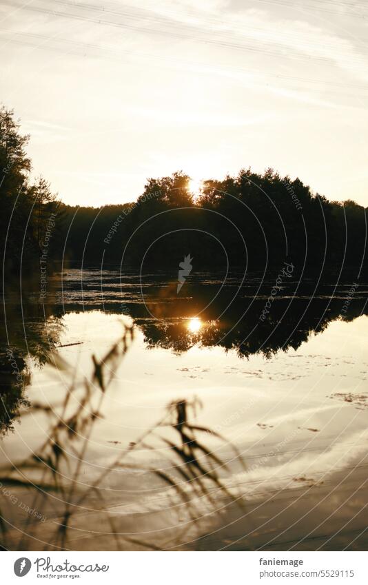 Sonnenuntergang Dietesheimer Steinbrüche See Golden Schilf Spiegelung Malerisch Idylle Abend Spätsommer Landschaft Abendstimmung erholung see Natur Wasser