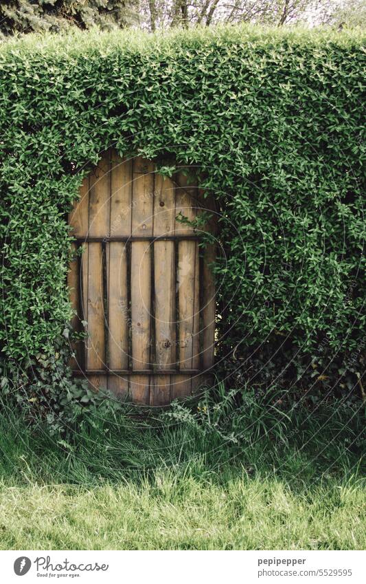 old garden door hidden in hedge garden doors Hedge hedges hedge plant Wooden door Green covert Hidden behind Exterior shot Plant Garden Nature Gardening