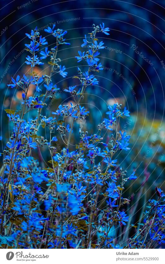 blue blossoms Blue flowers Blossoming Soft