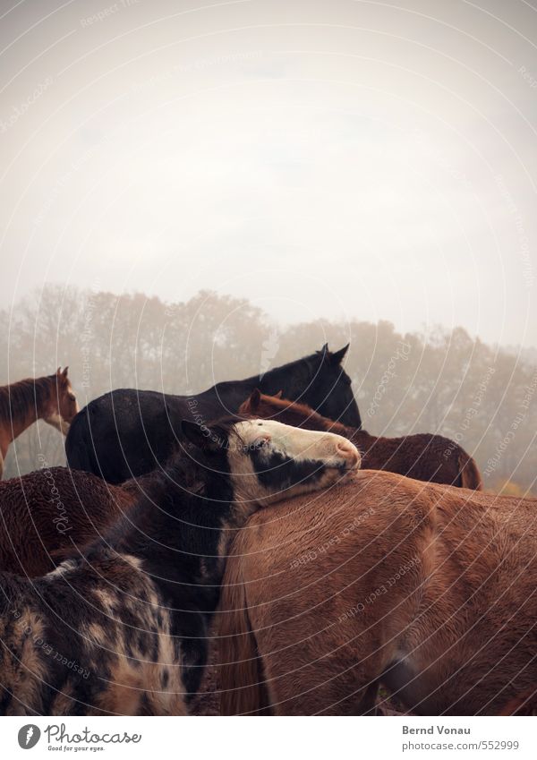 cuddly group Nature Tree Field Forest Village Horse Animal face Group of animals Brown Gray Black White Safety (feeling of) Infancy Caresses Cuddling filing