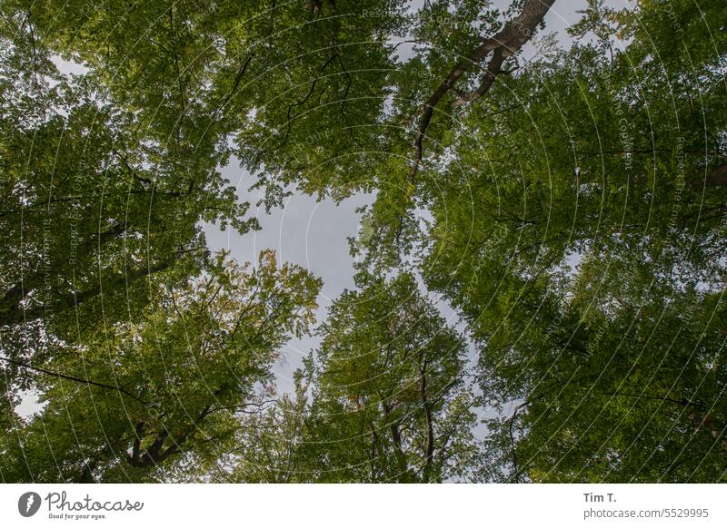 World Cultural Heritage Buchenwald Forest Autumn Brandenburg Nature Deserted Colour photo Environment Exterior shot Day Landscape Tree Green Calm Plant