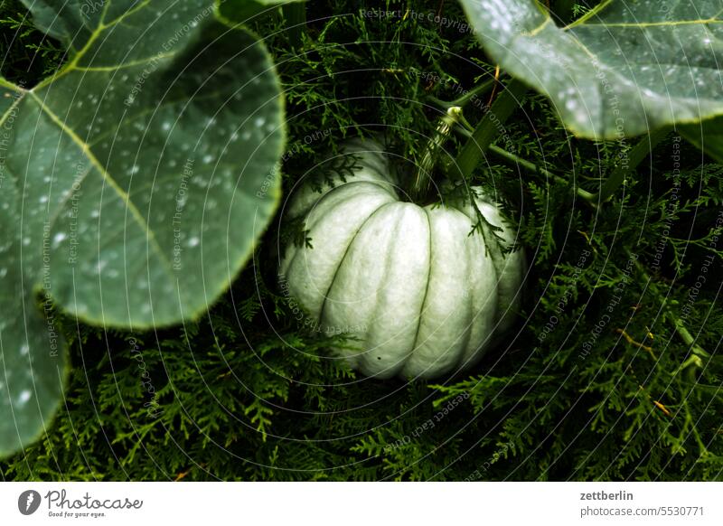 pumpkin Growth Harvest Fruit Pumpkin Twig Depth of field Copy Space shrub Garden plot Holiday season tranquillity Plant Nature Night neighbourhood Deserted