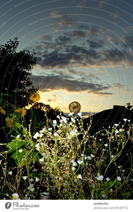 Blitzer garden Evening Branch blossom Blossom Dark Twilight Relaxation awakening holidays Garden Hedge Sky allotment Garden allotments bud Deserted