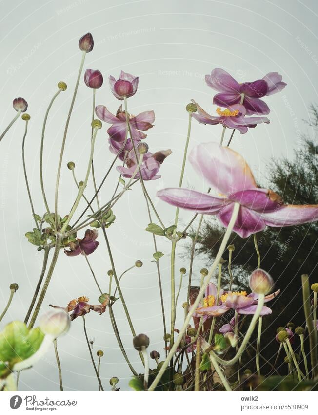 BLOOD STANDS Autumn Anemone Fragile Colour photo vegetation Beautiful weather Flash photo stalks Plant anemone Blossom leave Blossoming Crowfoot plants