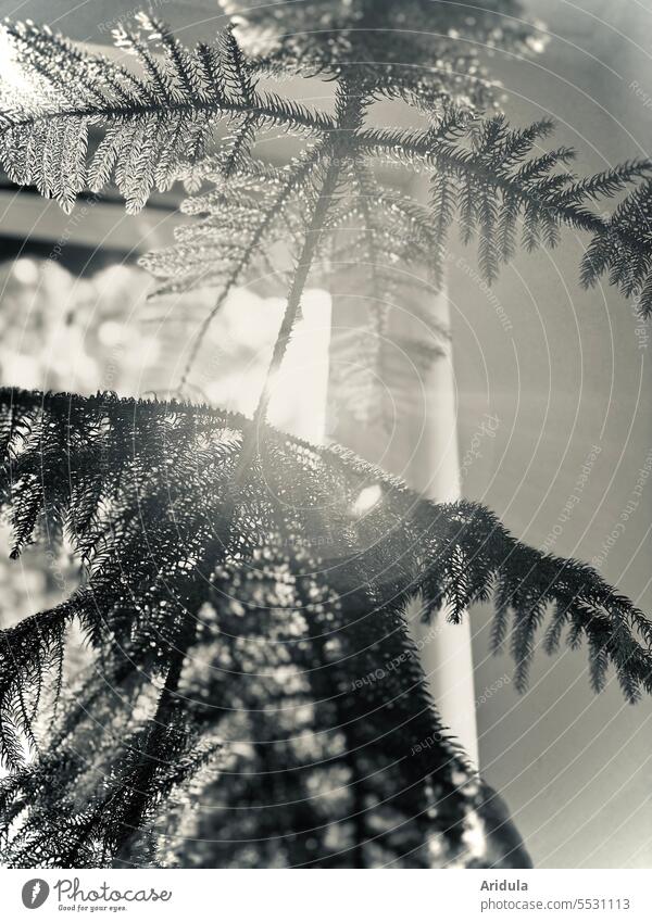 Room fir in sunlight Sun Light Sunlight Fir tree Window Sunbeam fir needles Back-light Plant sunshine