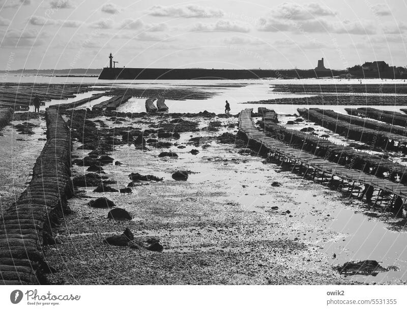 breeding establishment Oyster Bank aquaculture Fishery Seafood tide-dependent Workplace Oyster beds drained Low tide Tide uncovered Ocean coast Beach Landscape