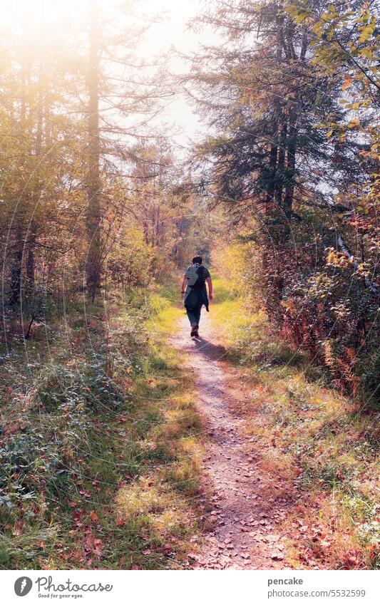 and came the golden autumn season... Autumn Landscape off Hiking Forest Nature To go for a walk Relaxation trees Loneliness Light Calm forest path Warmth Sun