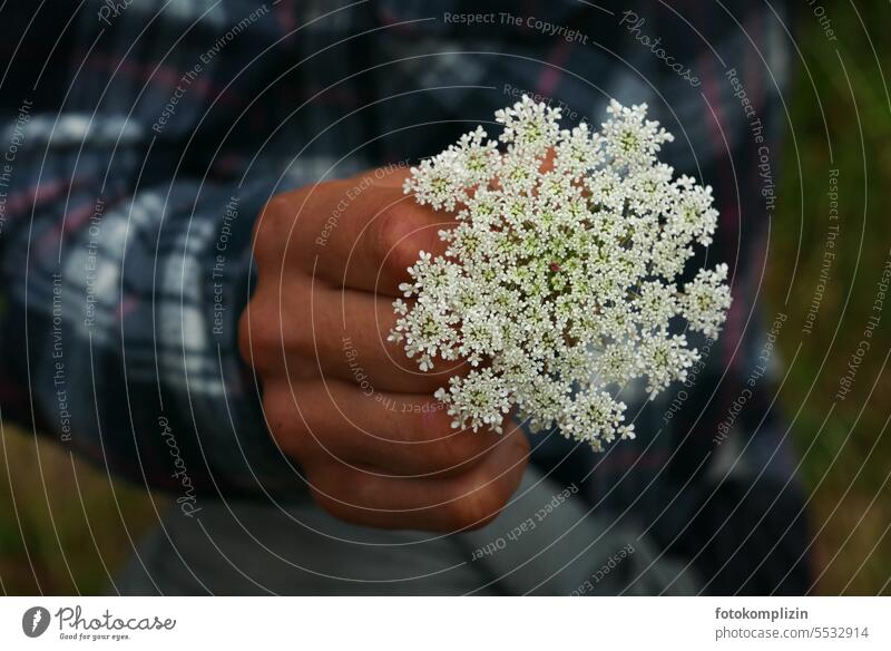 Hand holds out a white flower Blossom White Flower Plant Blossoming Meadow flower Wild carrot romantic Romance Flower love blossoms blooming wild flowers