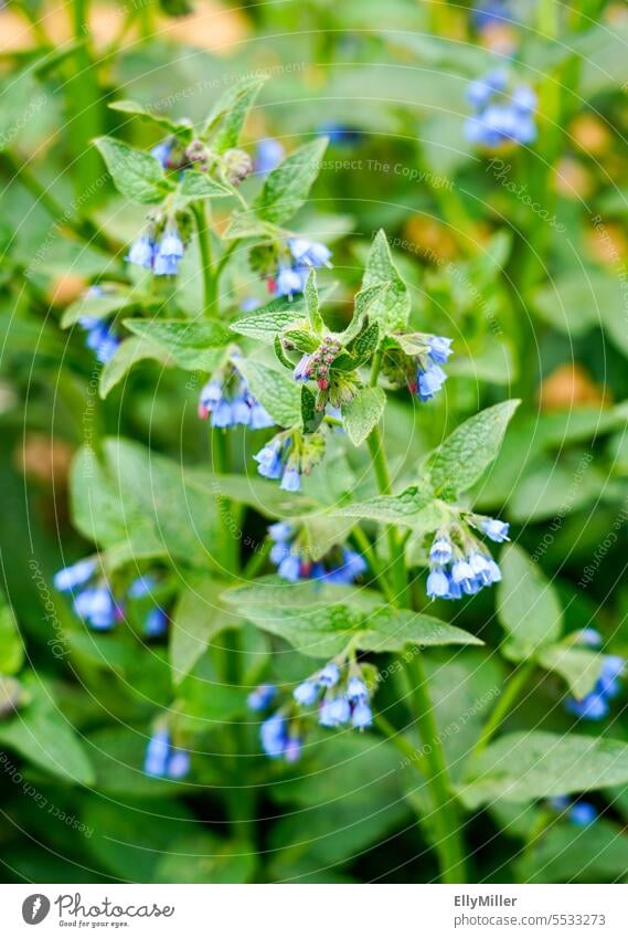 Blue comfrey - Symphytum azureum blue comfrey Comfrey Blossoming blossom Flower Nature Plant Spring Garden Summer Close-up flowers naturally Green Growth