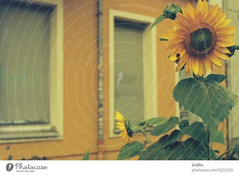 Sunflower camouflage - Sunflower in front of a yellow house wall Summer Town City Analog Photography Flower Joy Optimism urban City life urbangardening Roadside