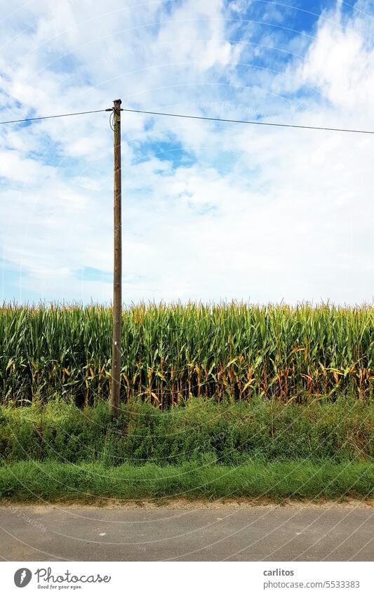 Bioenergy | Electricity directly from the field Maize acre Field Bio-energy Agriculture Landscape Nature Environment Plant Maize field Harvest Renewable energy