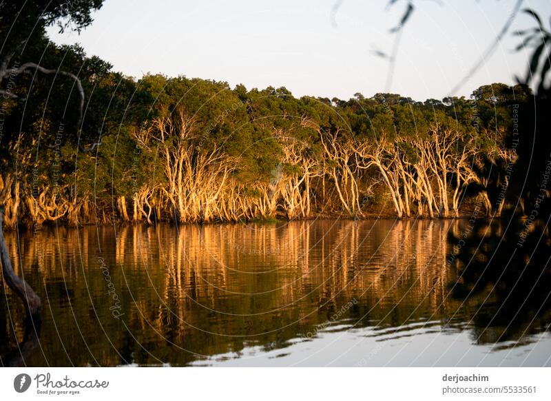 Parallel world / tea tree Trees reflected in the water in the evening light. Trees in the lake Exterior shot Landscape Forest Reflection Deserted