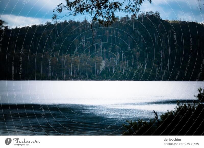 Idyllic evening atmosphere at the lake. Lake St. Clair Tasmania Lakeside Exterior shot Colour photo Nature Water Deserted Environment Reflection Day Calm Forest