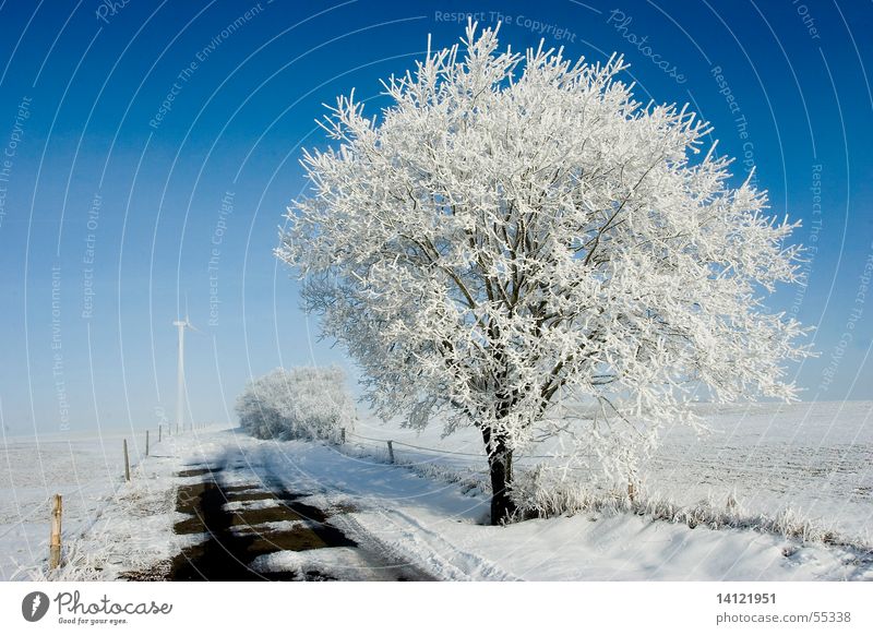 chill Winter White Cold Tree Snow Sky Blue